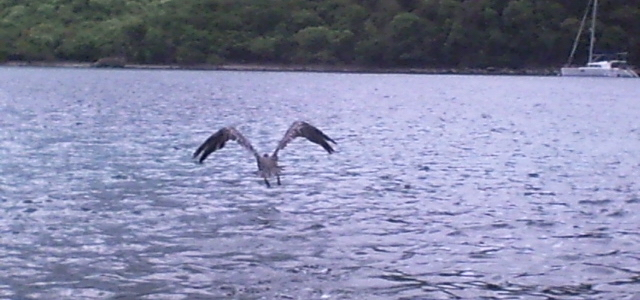 A bird takes off from Lameshur Bay. (Source file photo)