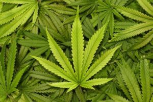 Marijuana leaves (Yahoo photo)
