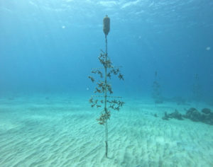 A traditional coral tree grows staghorn coral in the Cane Bay nursery. (Photo provided by Dr. Ashlee Lillis)