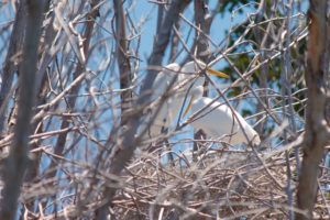 White egrets nest amid mangrove branches in the St. Thomas East End Reserve. (April Knight photo)