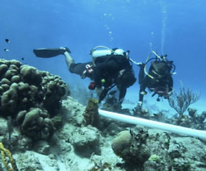 Divers install a structure called BUCA that will provide a platform on which to grow elkhorn coral in Cane Bay. (Photo provided by Dr. Ashlee Lillis)