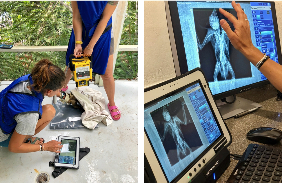 Coral World staff use an X-ray to determine the extent of the falcon's injuries. (Photos submitted by Coral World) 