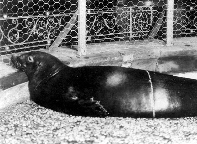 Commentary: Whatever Happened to the Caribbean Monk Seal, Last Seen in the 1950s?