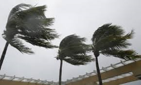 Palm trees during a hurricane on St Croix. Source file photo)