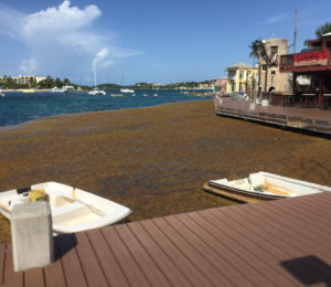 Sargassum piles up in Christiansted harbor Aug. 16 – and the problem on St. Croix is not considered as bad as it is on the beaches of St. Thomas. Source photo by Susan Ellis)