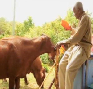 Johnnie Tranberg feeds a mango to his cow. (Submitted family photo)
