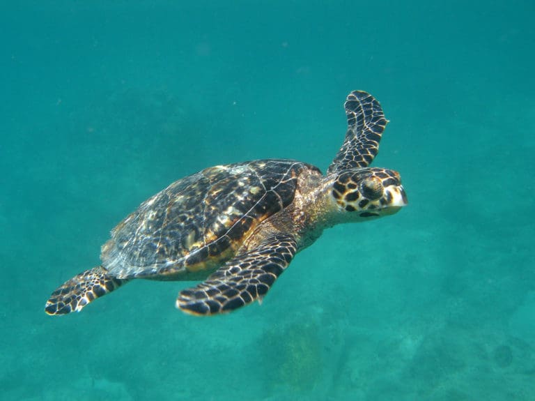 Two Years After Irma: Turtle Populations Prove Resilient