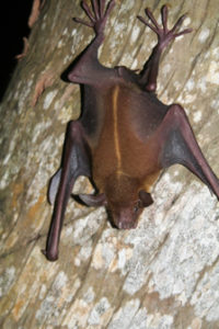 The Greater Bulldog Bat (Photo submitted by Renata Platenberg)