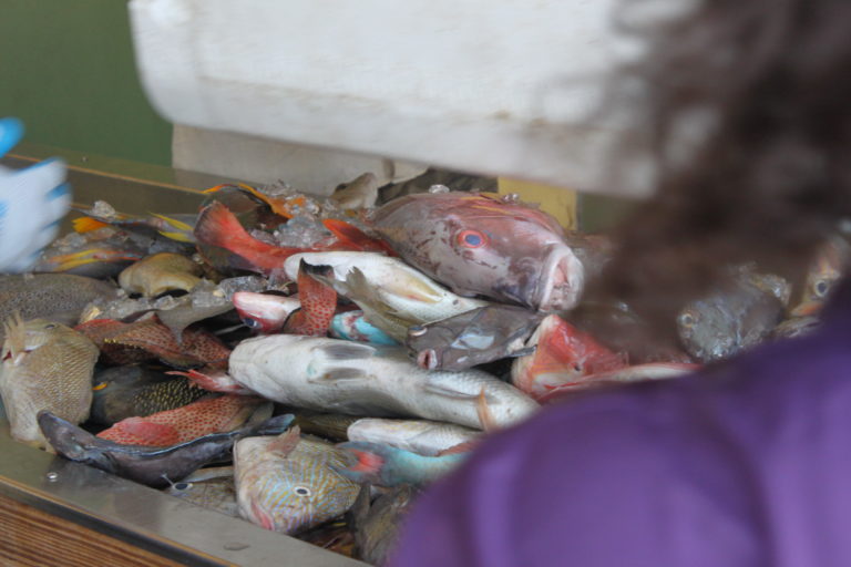 Funding Shortages and Bureaucracy All In a Day’s Catch, Says Local Fisherman
