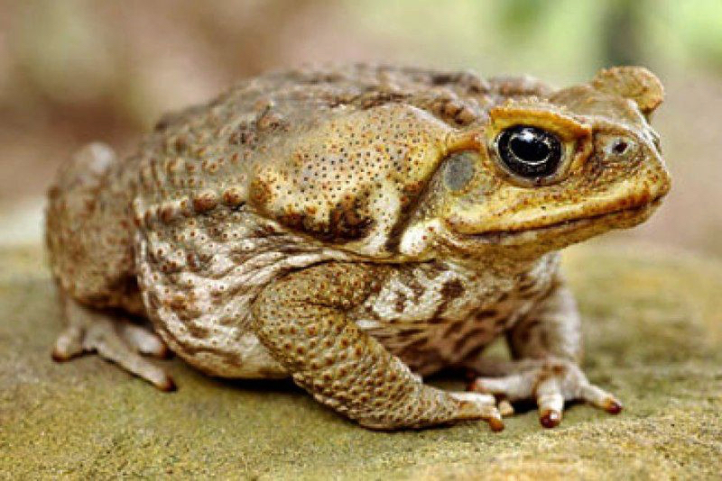 The highly toxic Cane Toad. (Photo from National Geographic.)