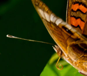 A Caribbean Buckeye butterfly showing its curled proboscis and clubbed antenna. (Photos by Gail Karlsson) (Source photo by Gail Karlsson)
