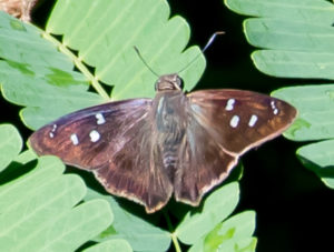 The Hammock Skipper butterfly. (Photo by Gail Karlsson)