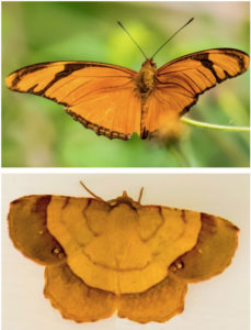 Julia, or Flambeau, butterfly, top, and the Erastria decrepitaria moth. Note the difference in the antenna. (Photos by Gail Karlsson)