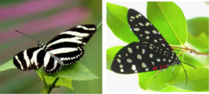 A Zebra Longwing butterfly, left, and the Composia credula moth. (Photos by Gail Karlsson)