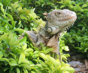 Source mascot Idle the Iguana peers out of the brush. (Source photo)