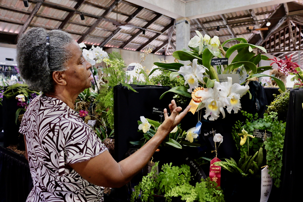 Pointing to lovely white Cattleya orchids, Rosemary Walcott talks about her experiences growing orchids on St. Croix since the 1980s. (Source photo by Linda Morland)