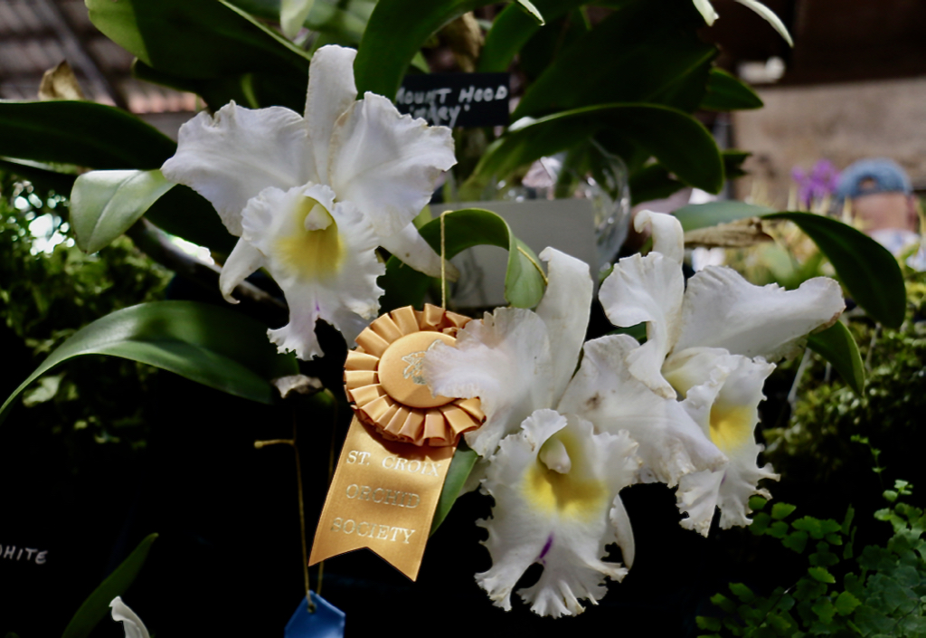 Beautiful and fragrant white and yellow Cattleya orchids are on display with the winning ribbon at the St. Croix Orchid Society's annual show, held Friday through Sunday at the St. George Village Botanical Garden. (Source photo by Linda Morland)