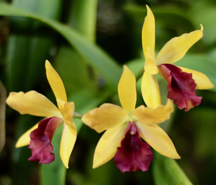 Cattleya “Gold Digger” is a treat with bright colors and a sweet scent. (Source photo by Linda Morland)