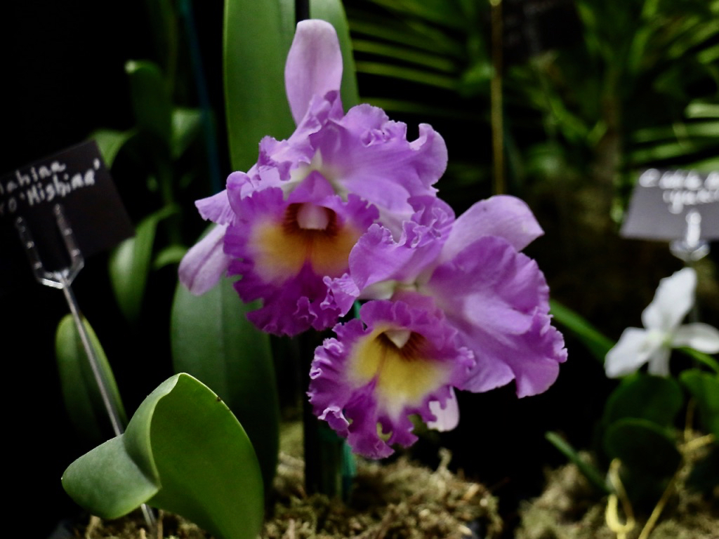 Fragrant lavender and purple Cattleya orchids are often thought of as “corsage orchids”. Much loved for their appearance, many ladies treasure memories of wearing these lovely flowers. (Source photo by Linda Morland)
