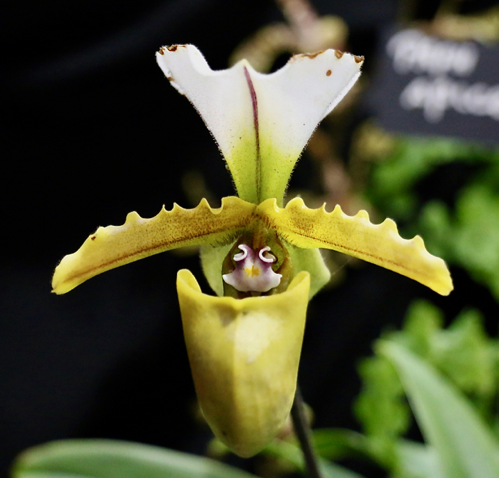 Many varieties of Paphiopedilum are grown on St. Croix. This specimen seems to be peeking out at those attending the show. (Source photo by Linda Morland)