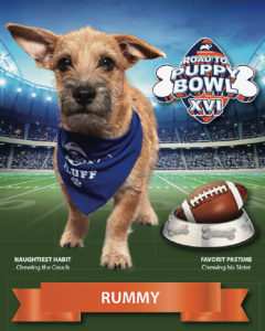 Rummy’s trading card, provided by Animal Planet.
