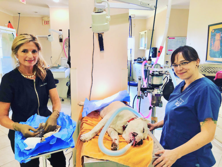 19 St. Croix Dogs and Cats Spayed for Free as Part of World Spay Day