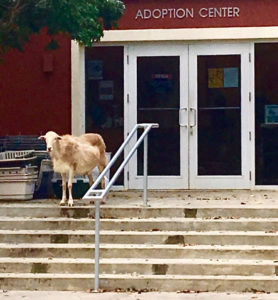 A goat stands at the top step of the Human Society's entrance.