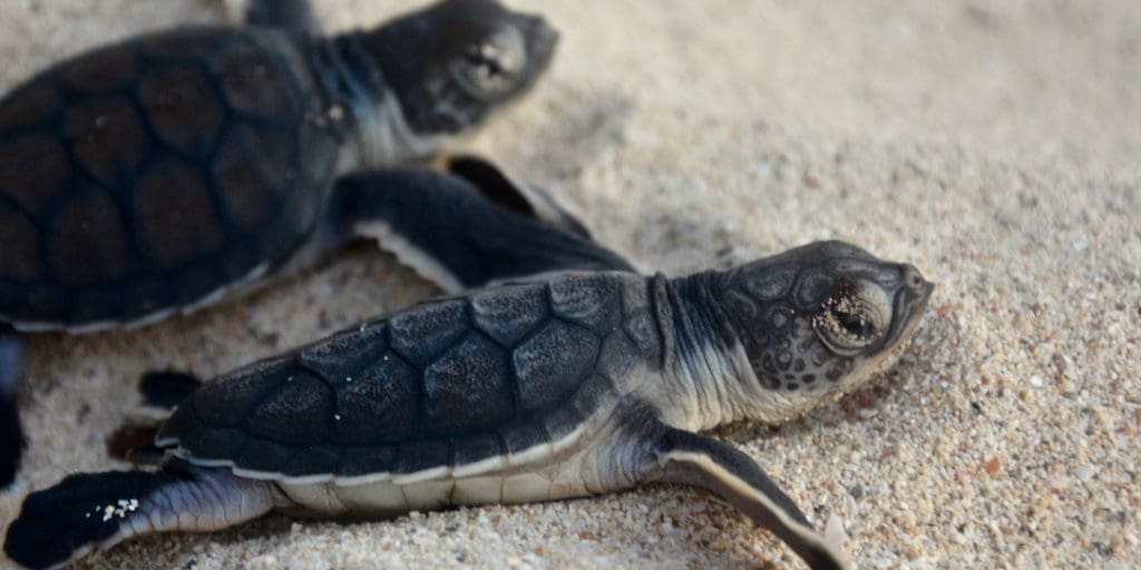 Green turtle hatchlings scurry to the sea. A sustainable environment – one that provides for today without hampering the needs of tomorrow – is one of the keys for development in the U.S. Virgin islands. (Photo provided by the NPS Buck Island Sea Turtle Research Program staff)