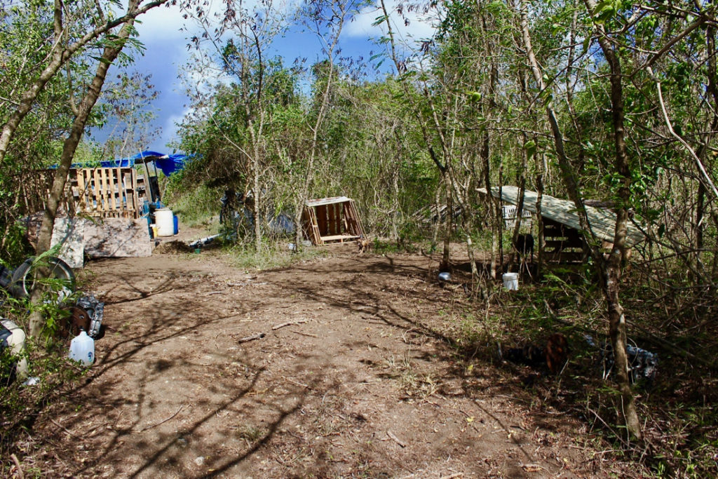 One of three marijuana cultivation sites discovered Friday by police on St. Croix. (VIPD photo)