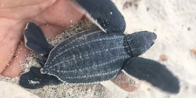 Bright Beach Lights Pose Hazard for Sea Turtle Hatchlings
