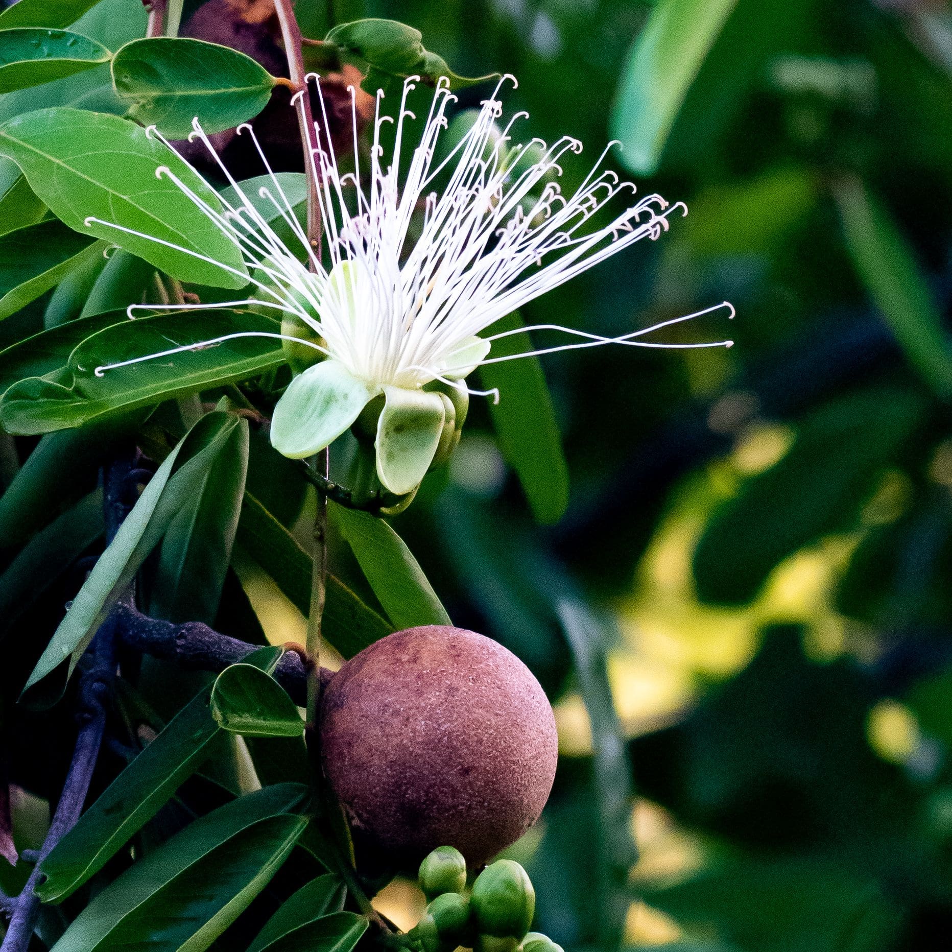 VIS Photo 4 Capers July 2020 Rat apple flower and fruit St. Croix Source