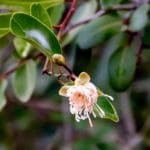 VIS Photo 5 Capers July 2020 Leatherleaf caper flower