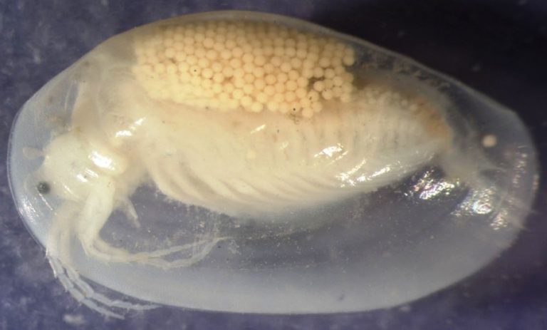 New Species of Clam Shrimp Discovered in Pond at UVI’s Golf Course
