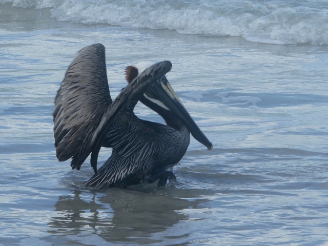 St. Croix Community Members Help Rescue Injured Pelican