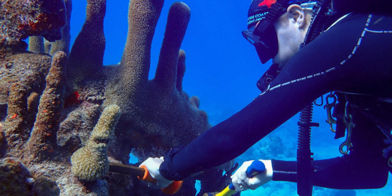 Coral Fragments Flown from St. Croix for Rescue on St. Thomas
