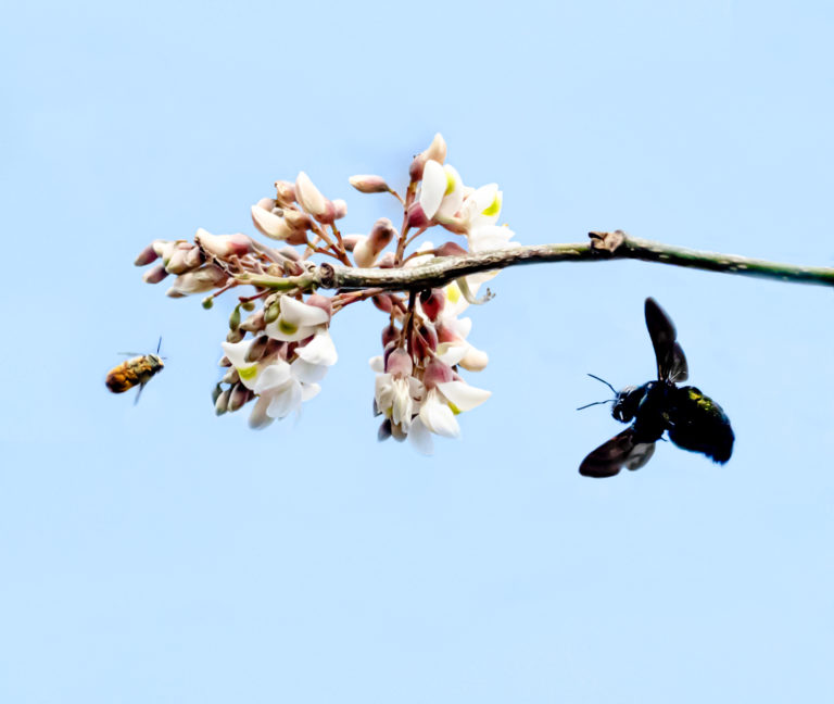 Bees Searched for Flowers During the Dry Season