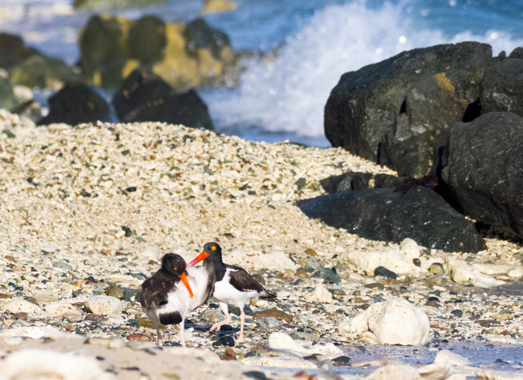 These oystercatchers seemed to be moving towards becoming a couple. (Photo by Gail Karlsson)