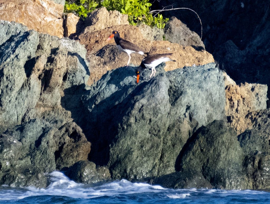 It seemed like the oystercatcher pair might have a nest on a small island. (Photo by Gail Karlsson)