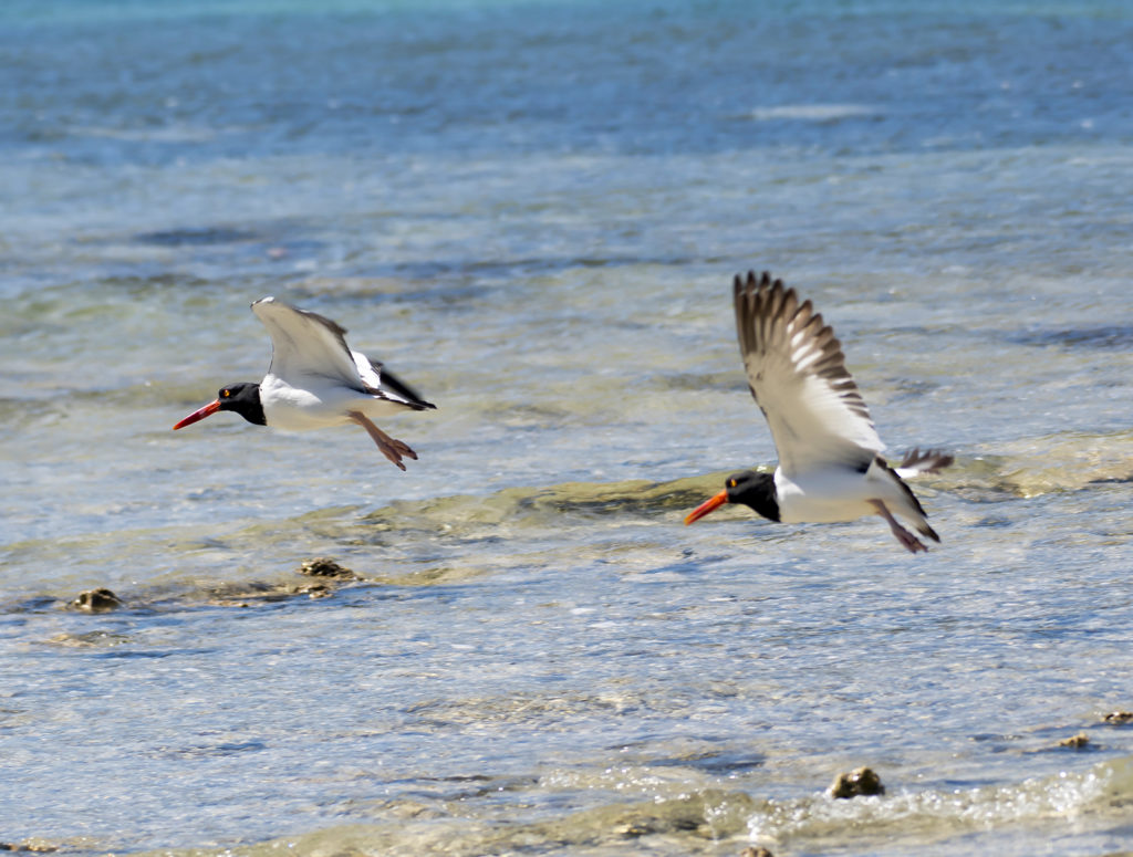 Oystercatchers often make loud piping cries as they fly. (Photo by Gail Karlsson) 