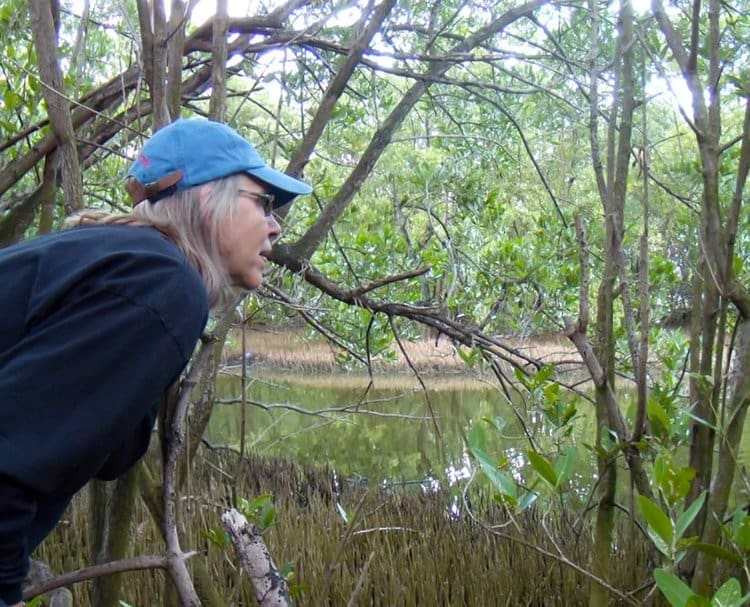 Local author and photographer Gail Karlsson spends much of her time on St. John documenting the flora and fauna of the Fish Bay area. She has published two books: “The Wild Life in an Island House” and “Learning about Plants and Trees on St. John.” Follow her at gvkarlsson.blogspot.com, or on Instagram @gailkarlsson. | Photo courtesy of Gail Karlsson.