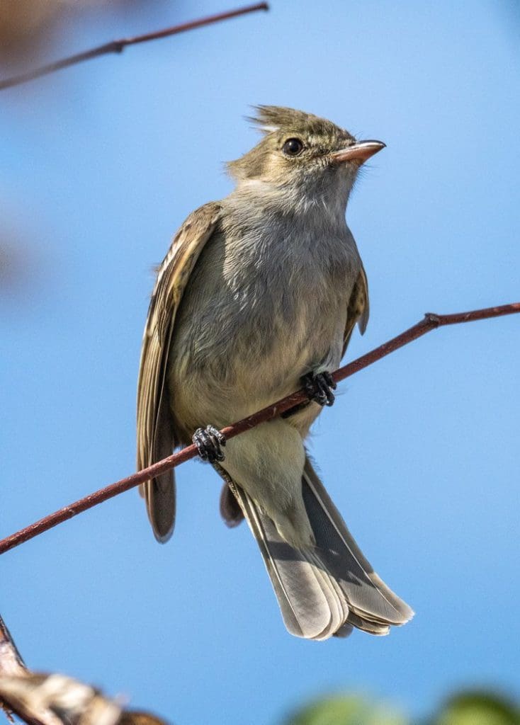 The Caribbean Elaenia is a species of the tyrant (Tyrannidae) family of passerines. The tyrant flycatchers are considered the largest family of birds known to exist in the world, with more than 400 species. The Caribbean Elaenia is found primarily in tropical and subtropical dry broadleaf or moist lowland forests in the Caribbean, French Caribbean and other island nations. | Photo courtesy of Randy Freeman.