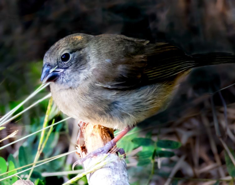 Grassquits typically forage low to the ground in shrubs or grassy forest edges. The brownish-olive females, as depicted above, are easily distinguished from the olive-backed males. | Photo courtesy of Gail Karlsson.