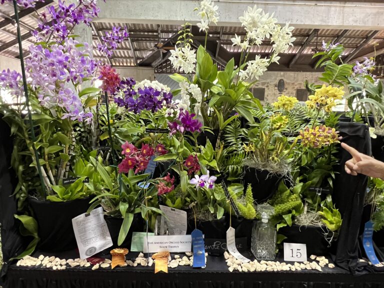 The St. Croix Orchid Society Presents the 50th Annual Orchid Show and Sale: A Crucian Orchid Jubilee!