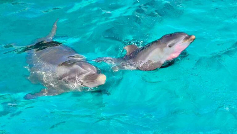 Ping the Dolphin Gives Birth to Calf at Coral World