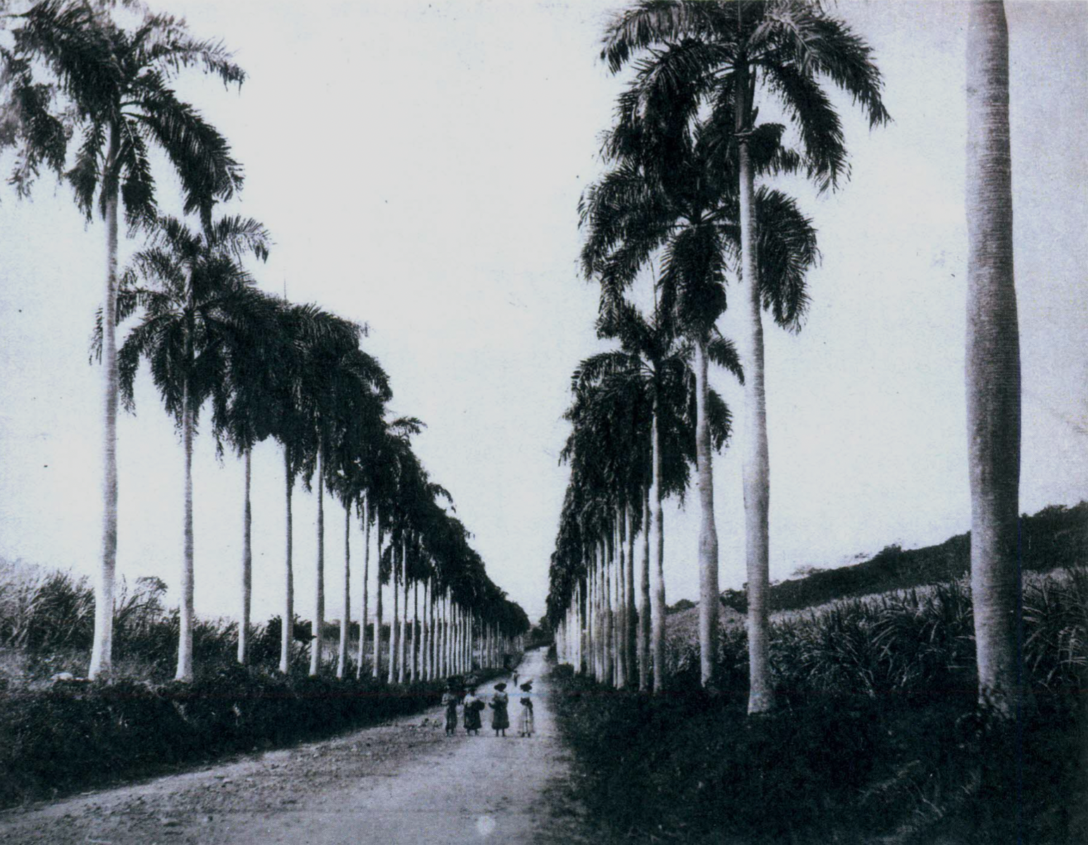 Royal palm ( Roystonea borinquena) leading to Estate Constitution Hill before 1916. (Photo courtesy of Olasee Davis)