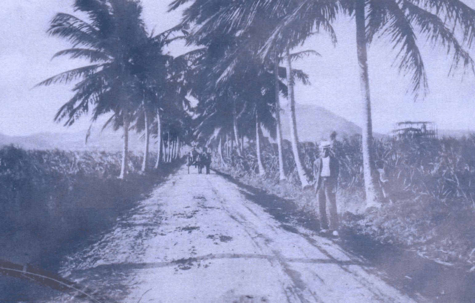 A historic photo of coconut trees (Cocos ncifera) planted at Estate Castle Burke on St. Croix. (Photo courtesy of Olasee Davis)