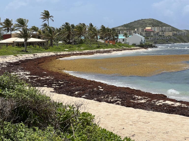 New Company Buys Nuisance Sargassum