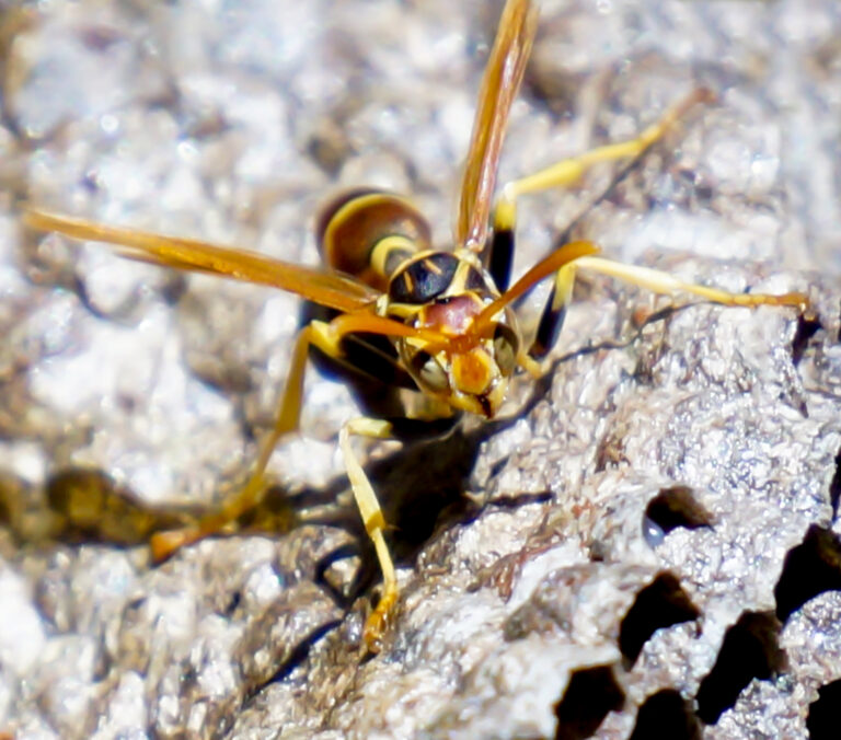 Steer Clear of Jack Spaniard Wasp Nests