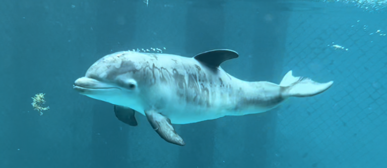 Coral World Announces Birth of Dolphin Calf Coki