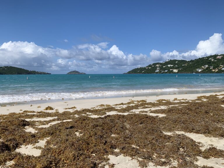 An Inundation of Sargassum Seaweed is Moving Westward: USVI in the Path